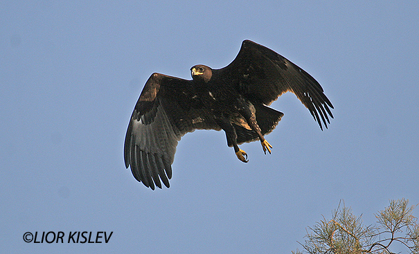 עיט צפרדעים  Greater Spotted Eagle   Aquila clanga                טירת צבי אוקטובר 2006 